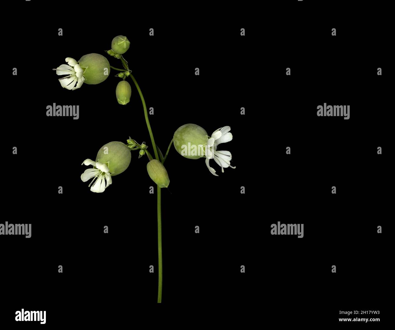 Silene vulgaris, the bladder campion or maidenstears, is a plant species of the genus Silene of the family Caryophyllaceae Stock Photo