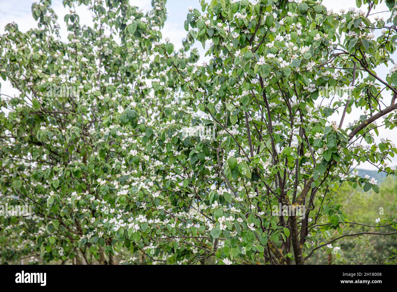 Quince Flower. White quince flowers in the garden. A flowering quince