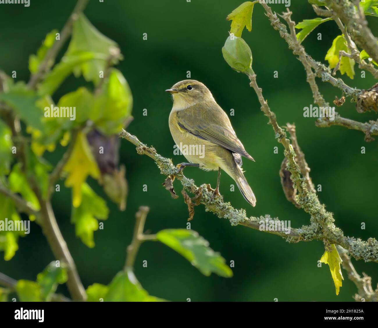 A common chiffchaff, Phylloscopus collybita, is sitting on a branchlet, Germany Stock Photo