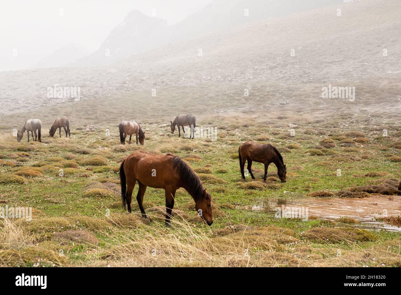 Horses grazing in a meadow against misty sky.Nature cancept. High quality photo Stock Photo