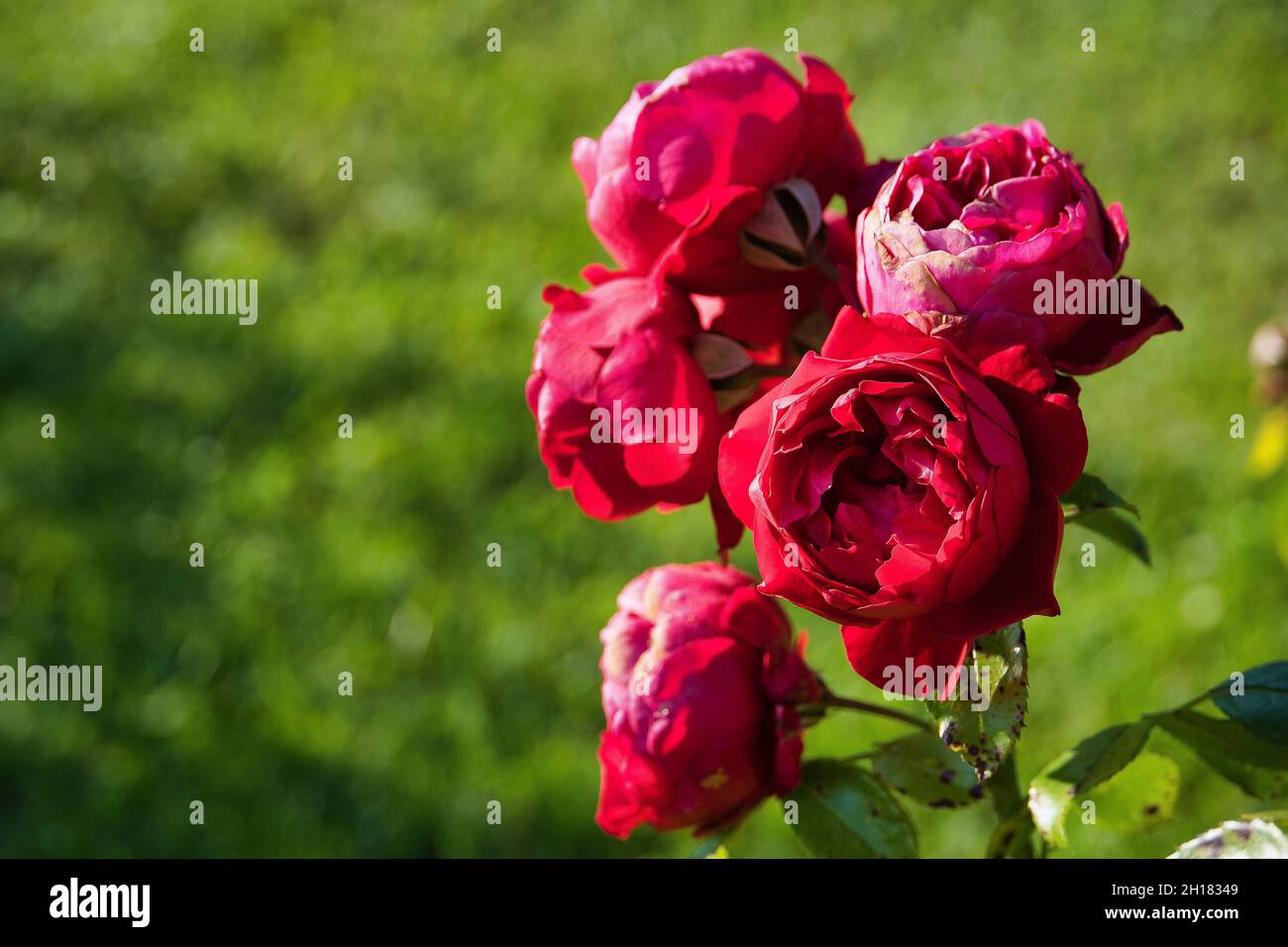 A selective shot of red eden climbing roses Stock Photo Alamy
