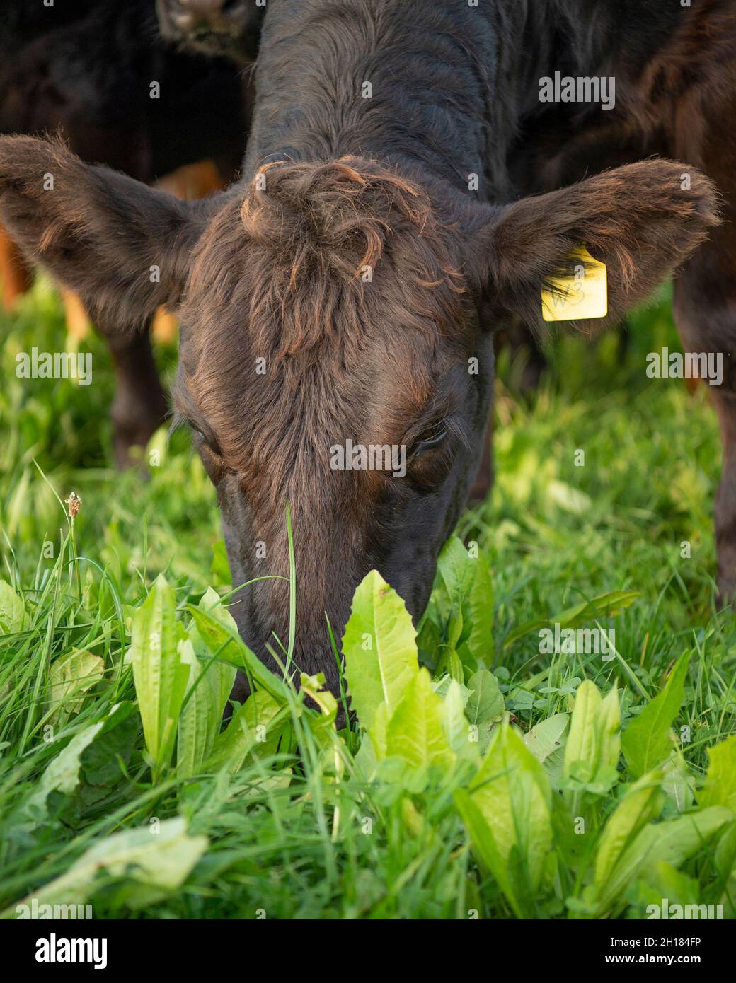 6 month old calf grazing herbal ley Stock Photo