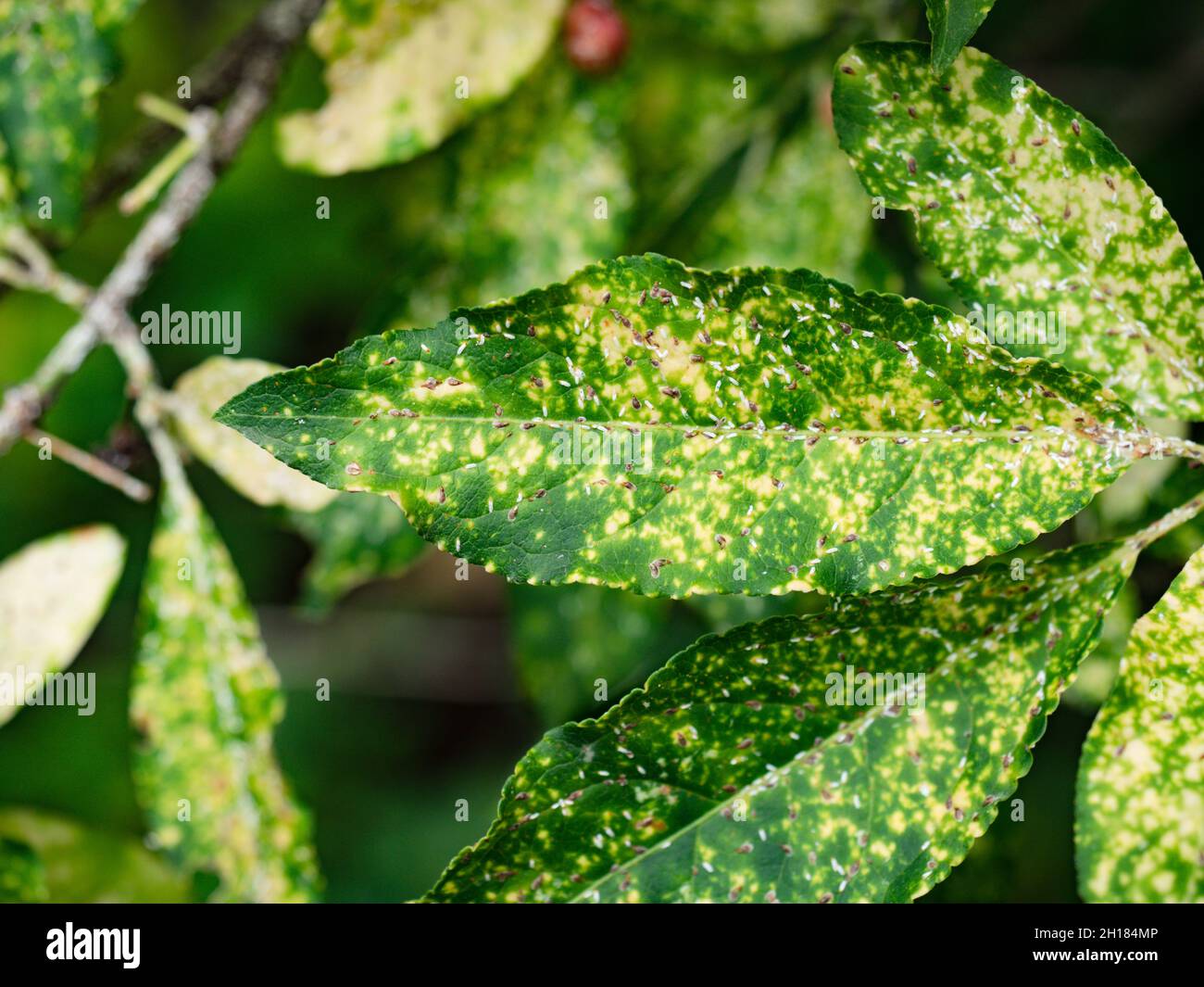 White aphid or greenfly diseases on leaves of European spindl, Euonymus europaea. Yellow white aphids are sucking on nutrients of leaves Stock Photo