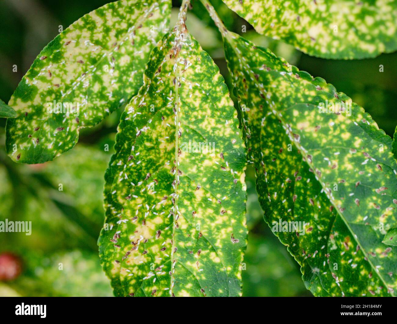 Defected leaves of euonymus on a branch against foliage. Problem with scale insects. Stock Photo