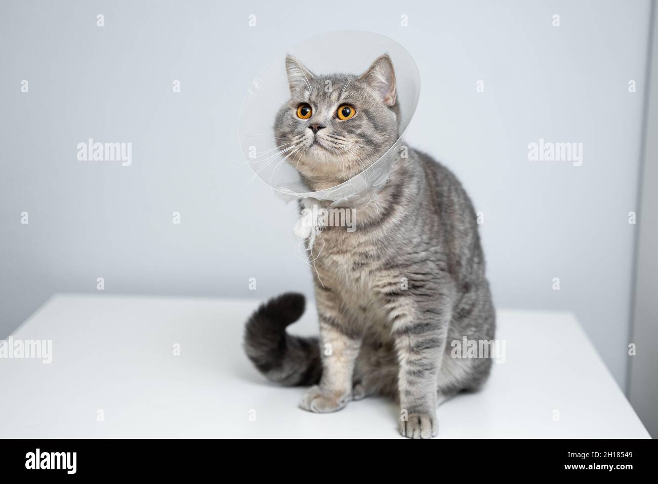 Portrait gray British cat wears collar to restore cone for pets after surgery, safety of wound