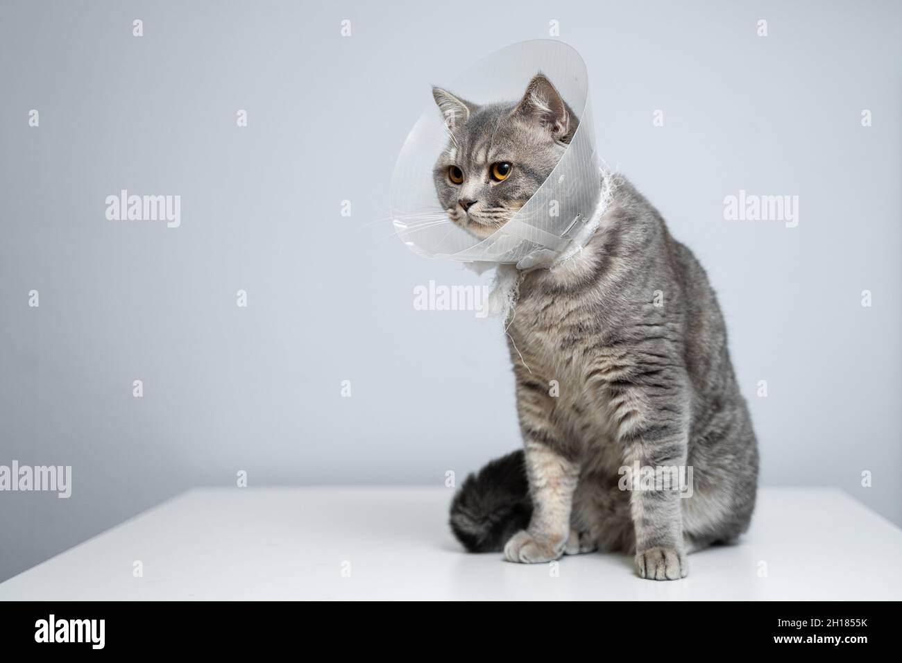 Portrait gray British cat wears collar to restore cone for pets after surgery, safety of wound