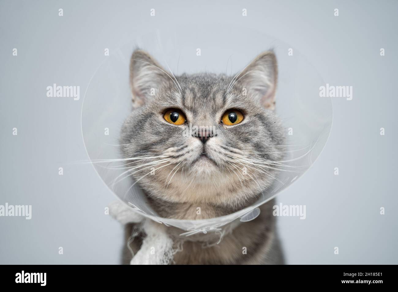 The cat wears a collar to prevent licking the wound after sterilization.  Neutering the male cat. Sick cat concept. 6973741 Stock Photo at Vecteezy