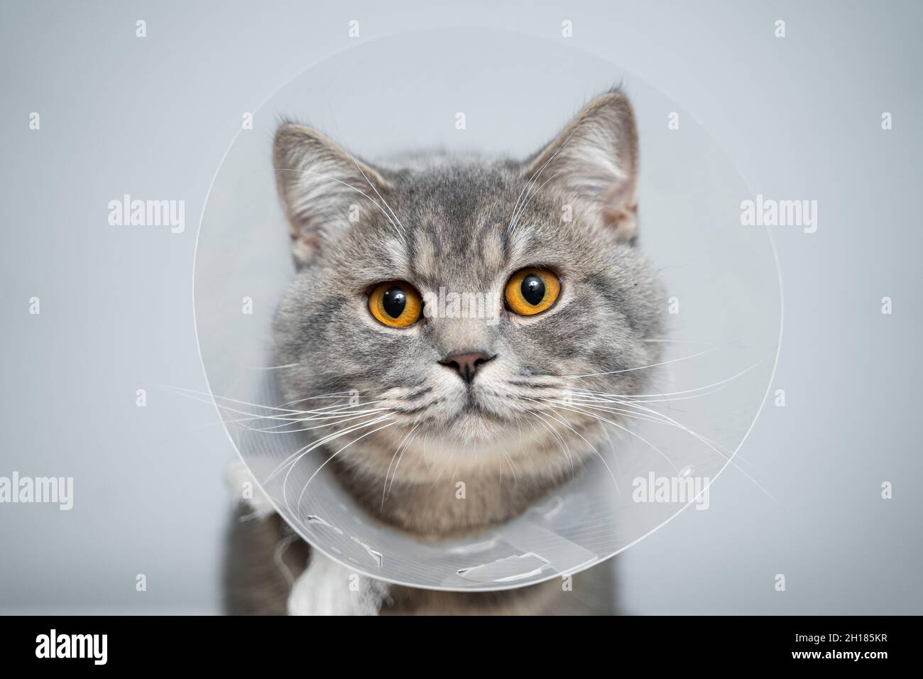 Portrait gray British cat wears collar to restore cone for pets after