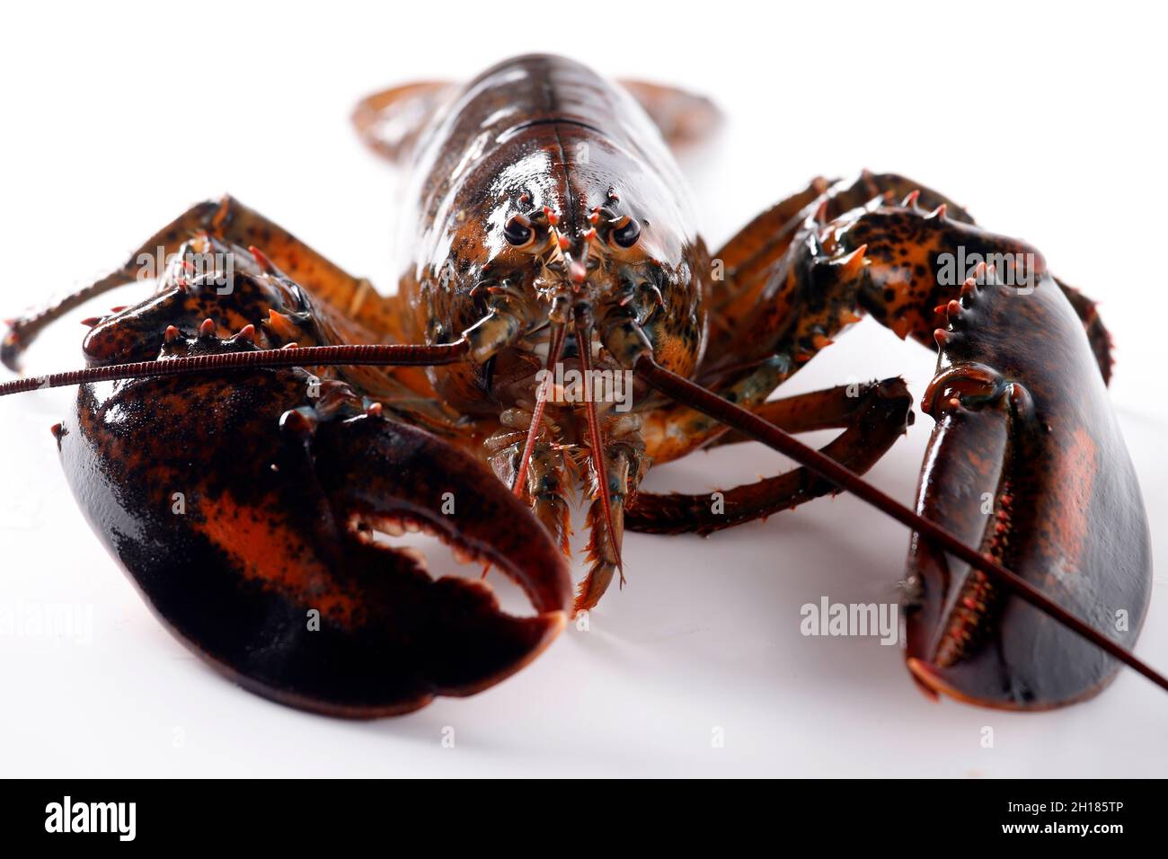 Lobster on white background Stock Photo