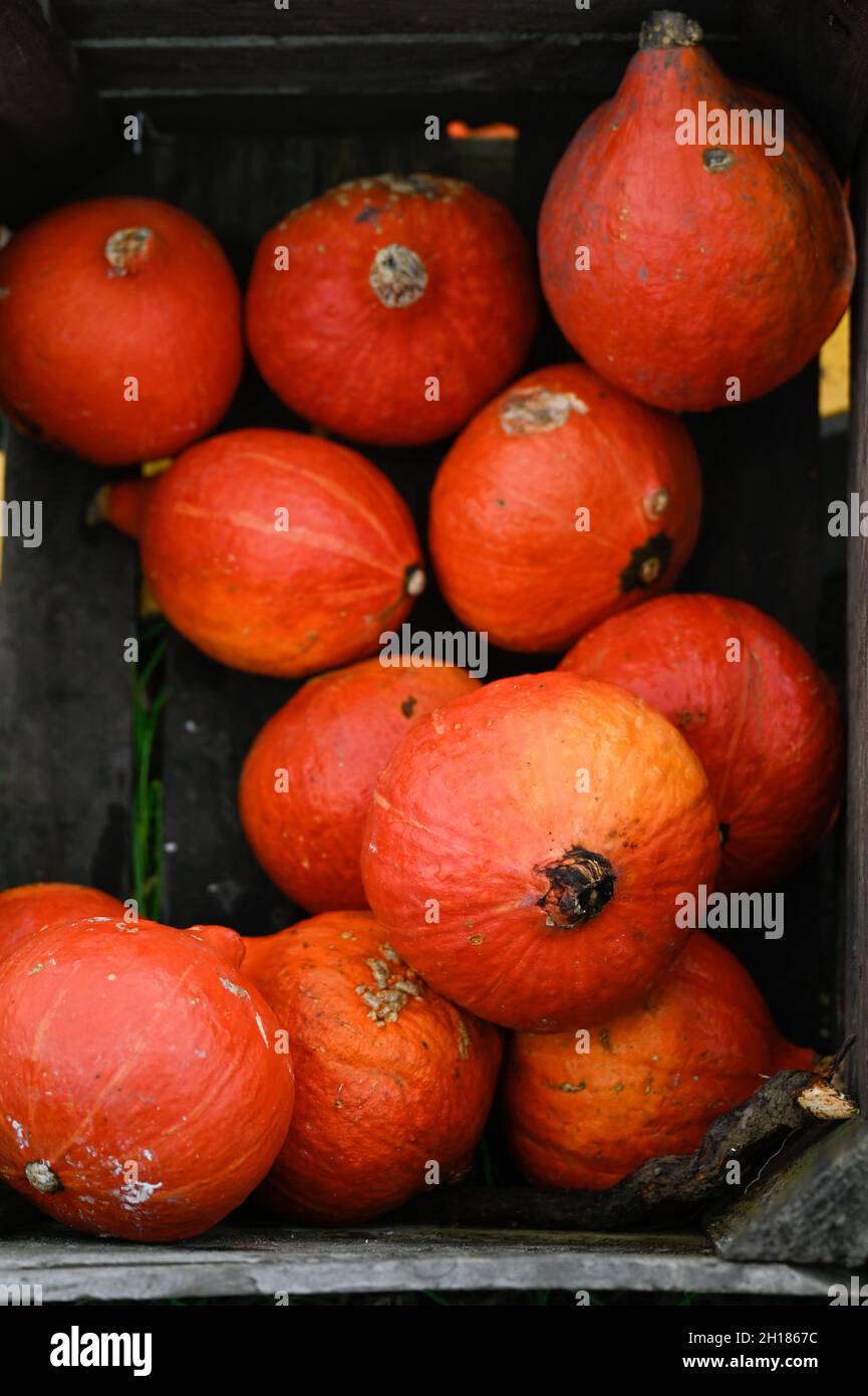 Carved pumpkin dracula hi-res stock photography and images - Alamy