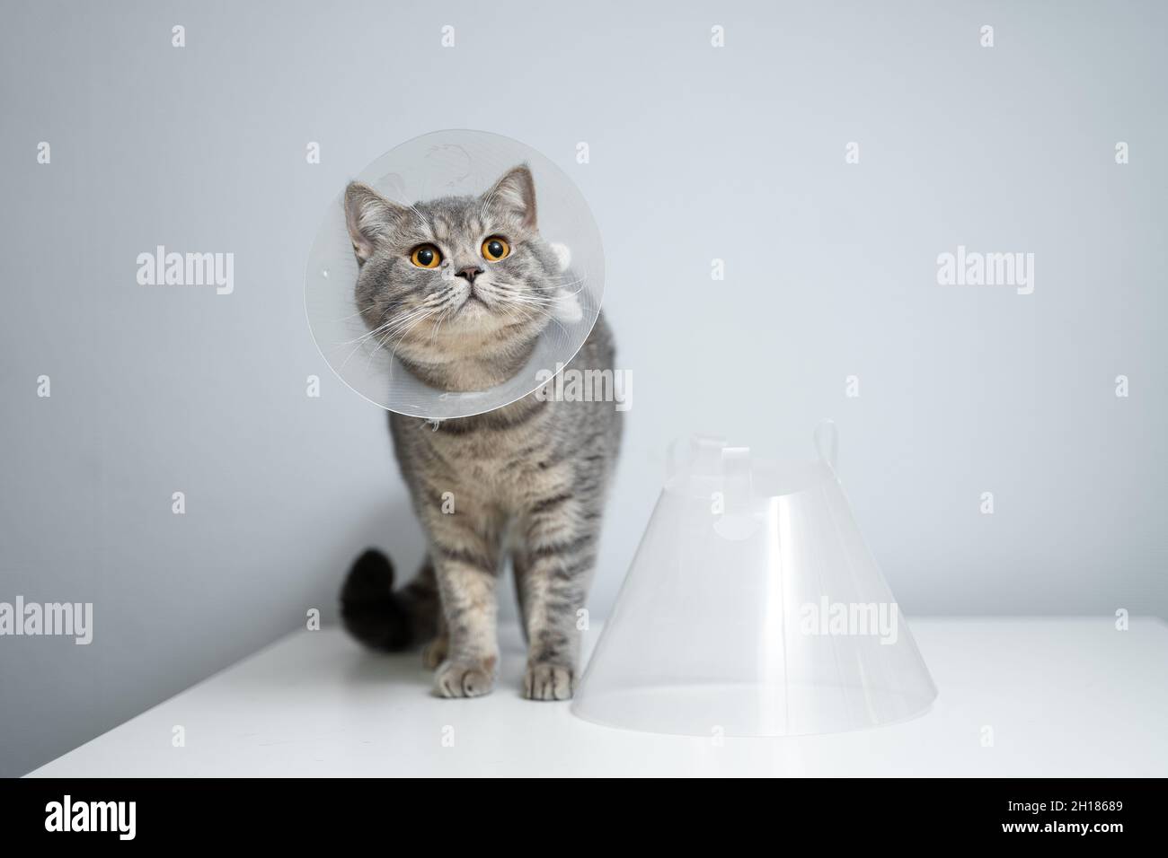 Portrait gray British cat wears collar to restore cone for pets after surgery, safety of wound