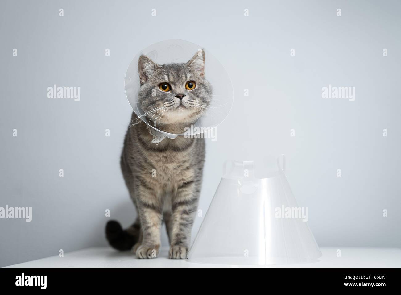 Portrait gray British cat wears collar to restore cone for pets after surgery, safety of wound
