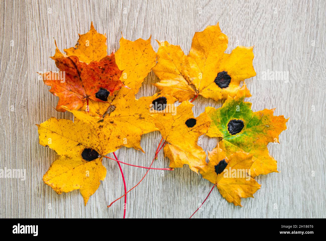 Rhytisma acerinum is a plant pathogen fungus that affects maples Acer platanoides in  autumn causing tar spot. Flat lay view of yellow autumn leaves Stock Photo