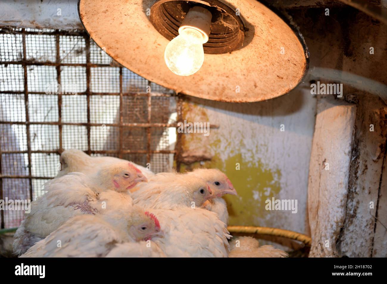 The hens sit under a heatradiating light bulb on the chicken farm