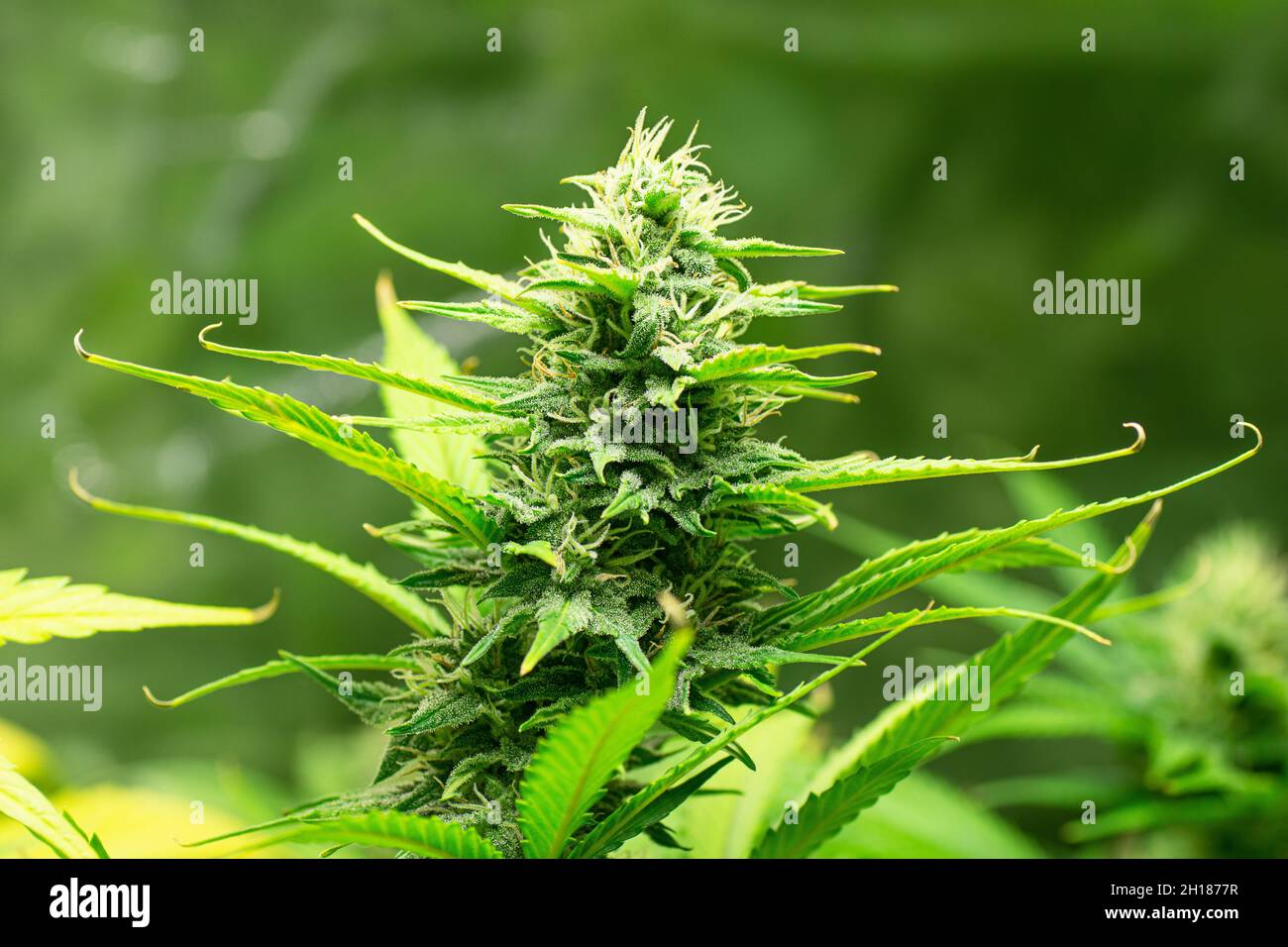 Weed grinder Fresh marihuana. Cannabis buds on white wood background. Copy  space. Close up. Blunt and Lighters. CBD and THC on buds in cannabis. Stock  Photo