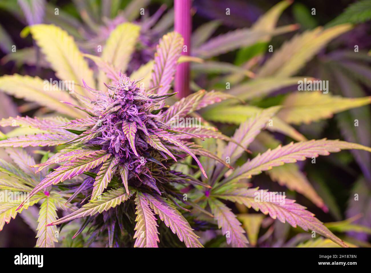 Medical Marijuana Or Hemp Plants With Purple Buds Caused By Anthocyanins Late In The Flowering Stage Stock Photo Alamy