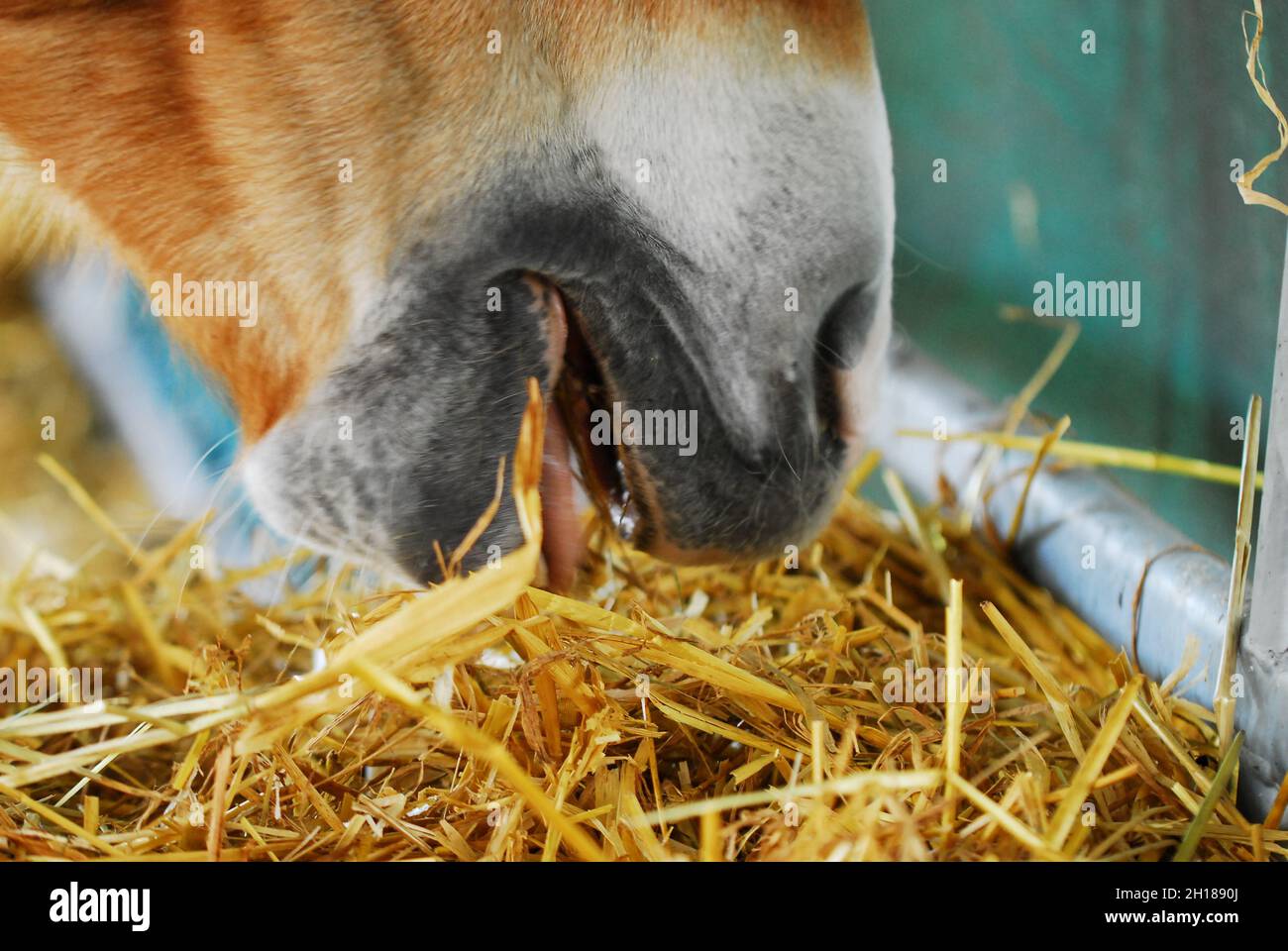 Open mouth of a horse eating straw Stock Photo