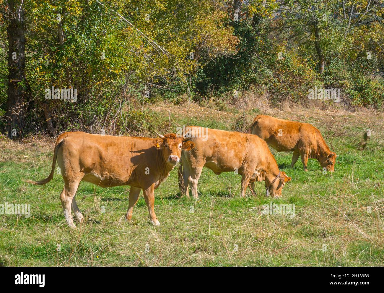 Three cows in a meadow. Stock Photo