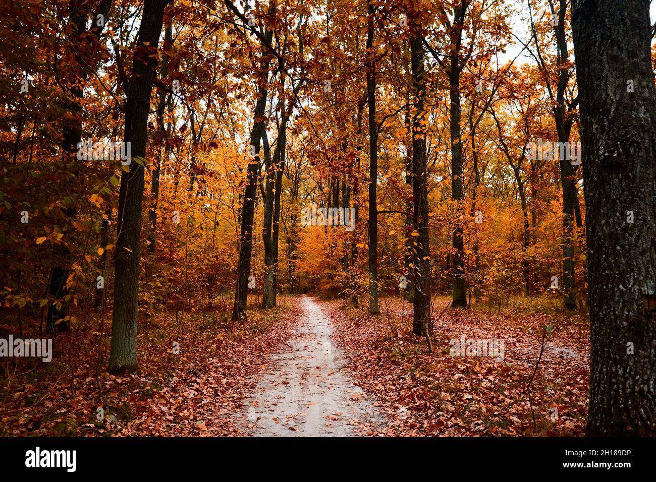 Road among tall hight tree with yellow leaf. Autumn forest with footpath and fallen leaves. Mysterious deciduous woods at evening. Tree-lined pathway Stock Photo