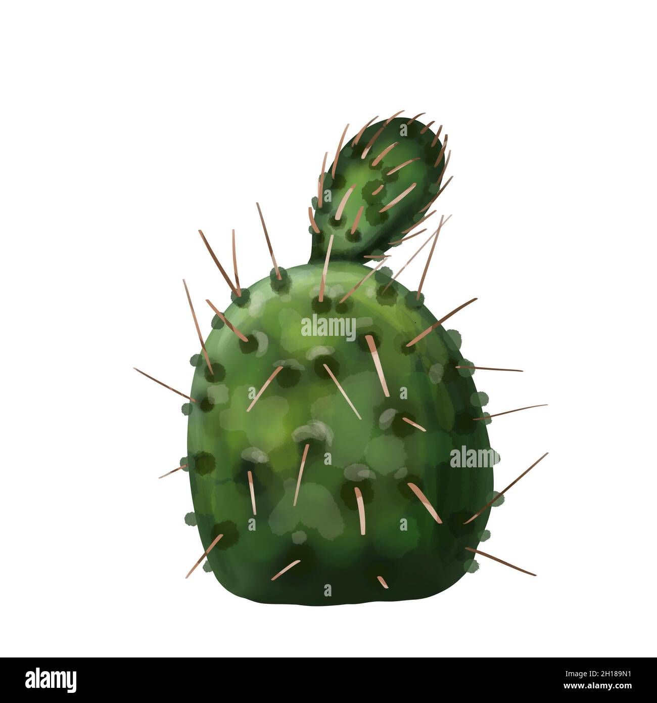 Watercolor cactus, isolated on a white background Stock Photo - Alamy