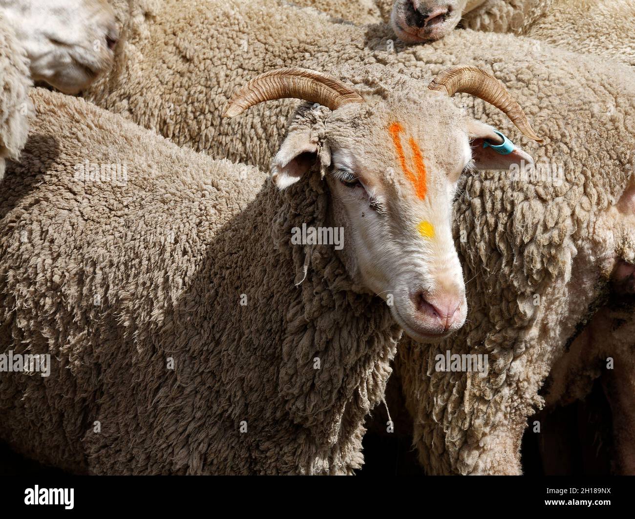sheep, 2 face markings, ear tag, small horns, closeup, animal, sheep