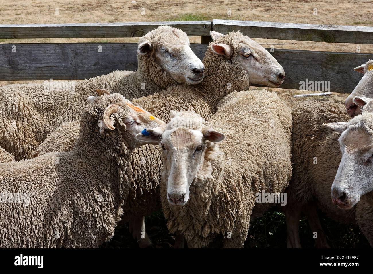 sheep in pen, close together, sheep station, wool business, animals, some face markings, South Island, New Zealand, PR Stock Photo