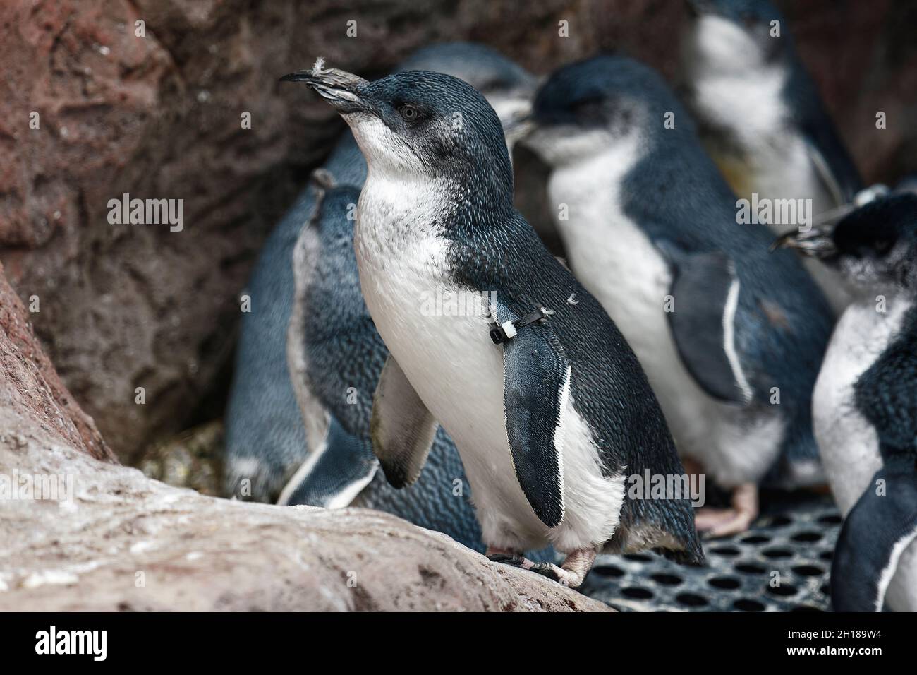Little Blue Penguins, rescue, exhibit, wildlife, small birds, Korora