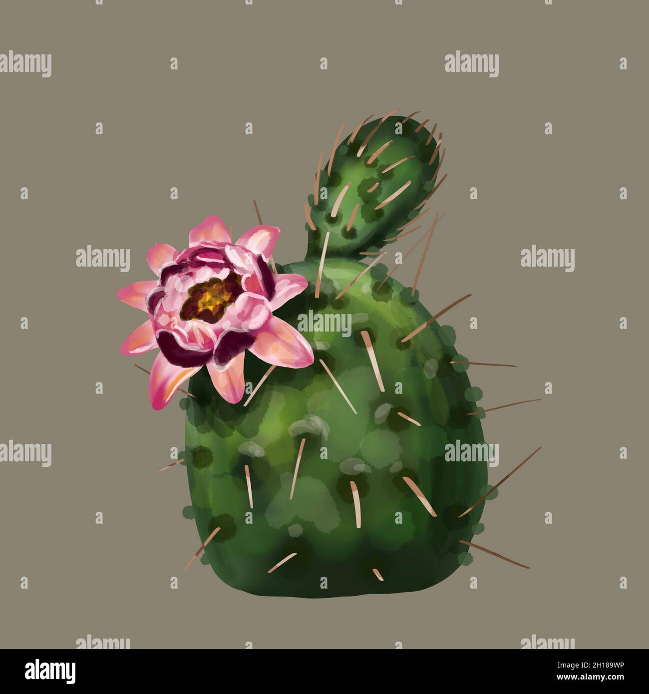 Watercolor cactus in flowers. Isolated on a white background Stock Photo