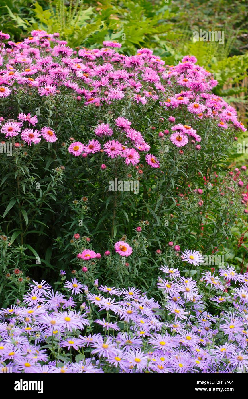 Asters in a September garden border. Deep pink flowers of Aster novae-angliae 'Andenken An Alma Potschke' and mauve blossoms of Aster frikartii Monch. Stock Photo
