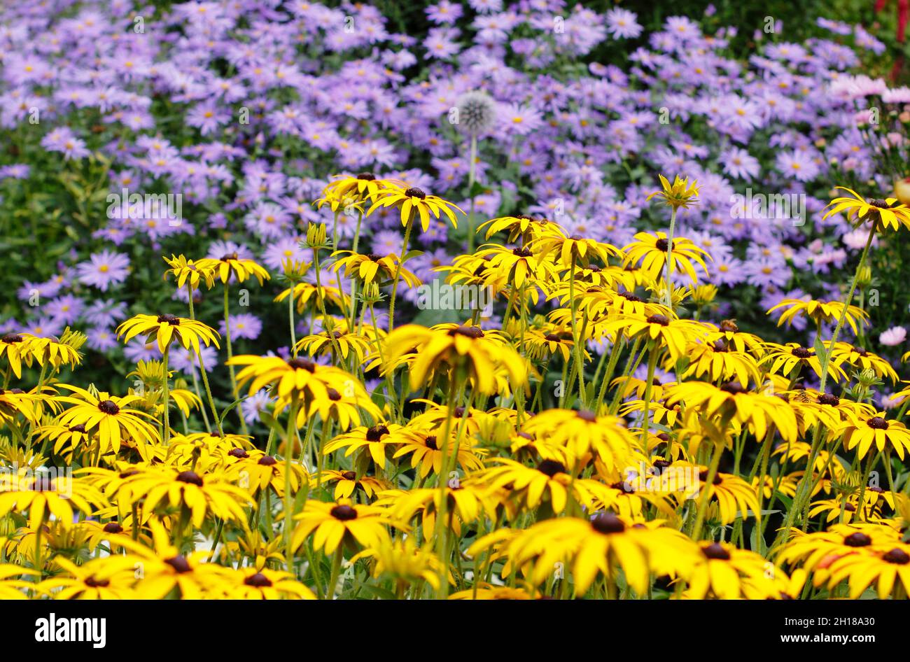 Rudbeckia and aster in a September garden border. Yellow rudbeckia 'Goldstrurm' and aster frikartii 'Monch'. Rudbeckias and asters. UK Stock Photo