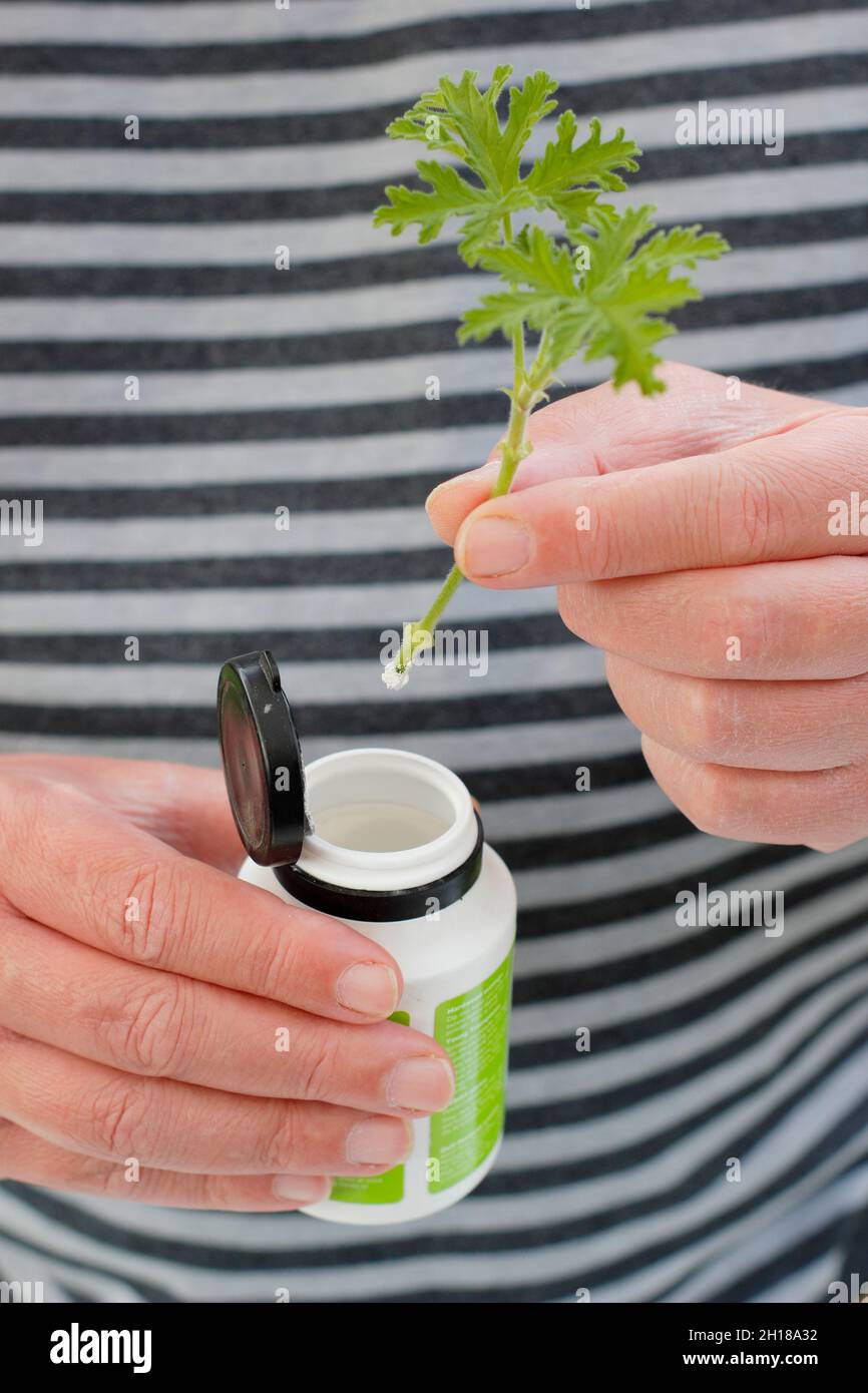 Pelargonium cutting. Dipping the stem of a scented pelargonium cutting in hormone rooting powder before re potting. UK Stock Photo