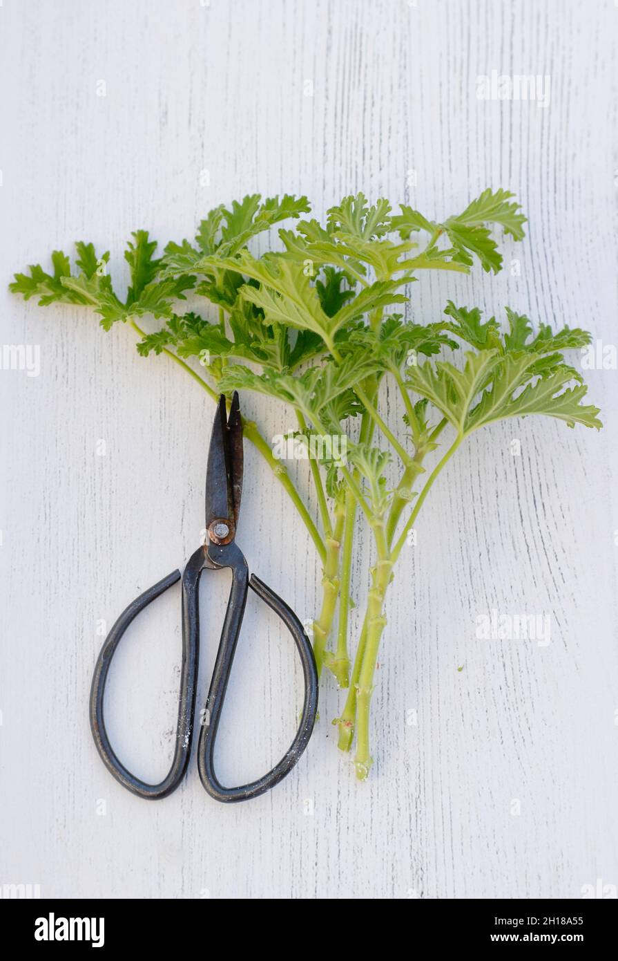 Pelargonium cuttings. Cuttings of scented pelargonium with rooting hormone powder. UK Stock Photo