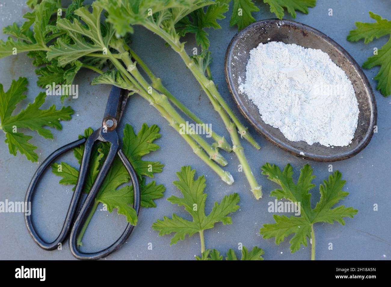 Pelargonium cuttings. Cuttings of scented pelargonium with rooting hormone powder. UK Stock Photo