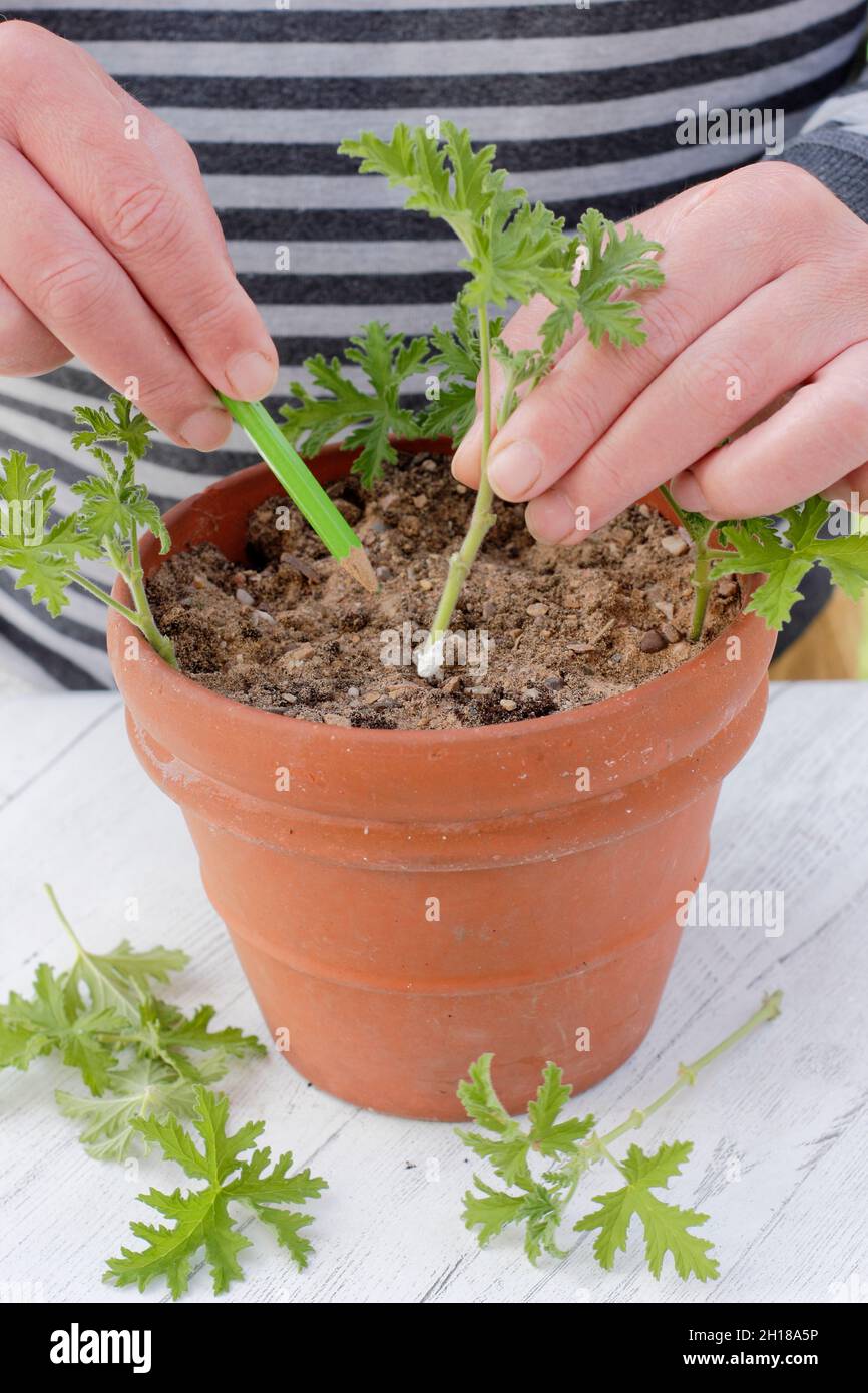 Pelargonium in pot hires stock photography and images Alamy