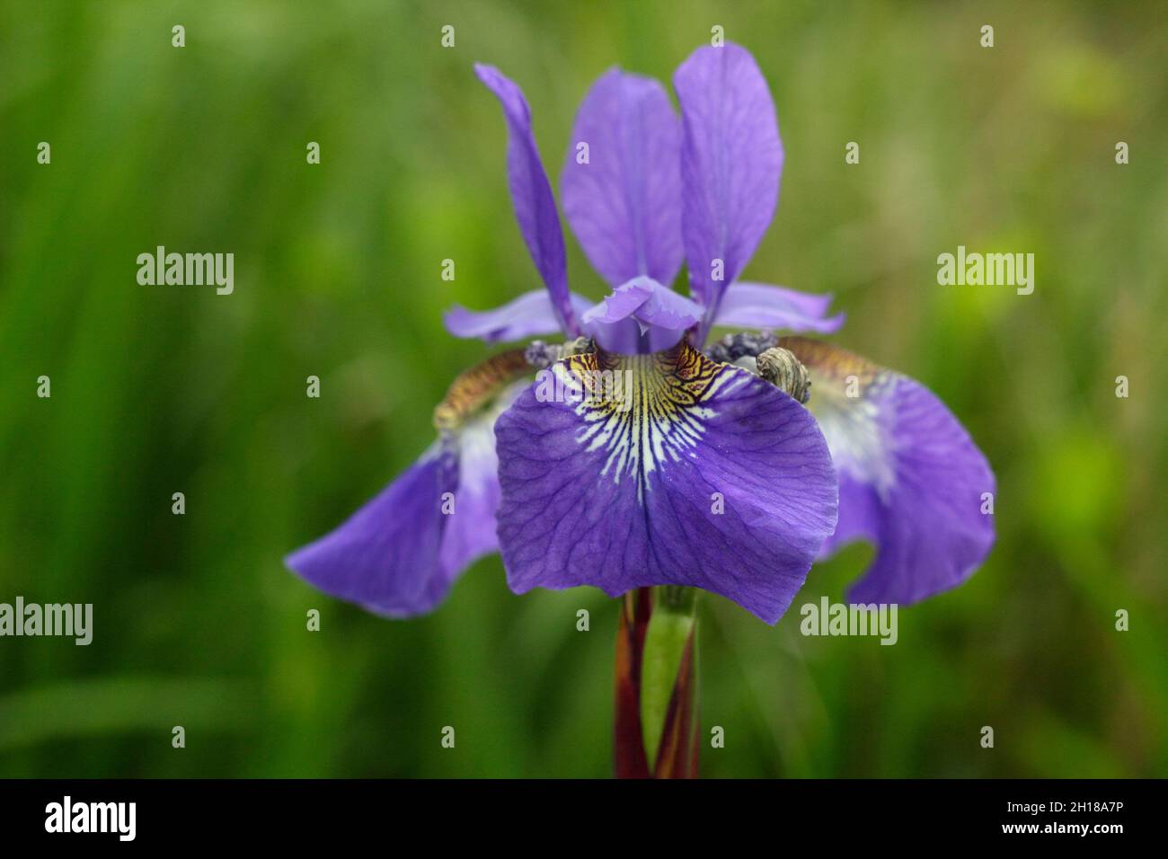 Siberian iris ‘Blue King’ with deep purple flowers and yellow veined throats. Syn. Iris sibirica 'Blue King' . UK Stock Photo