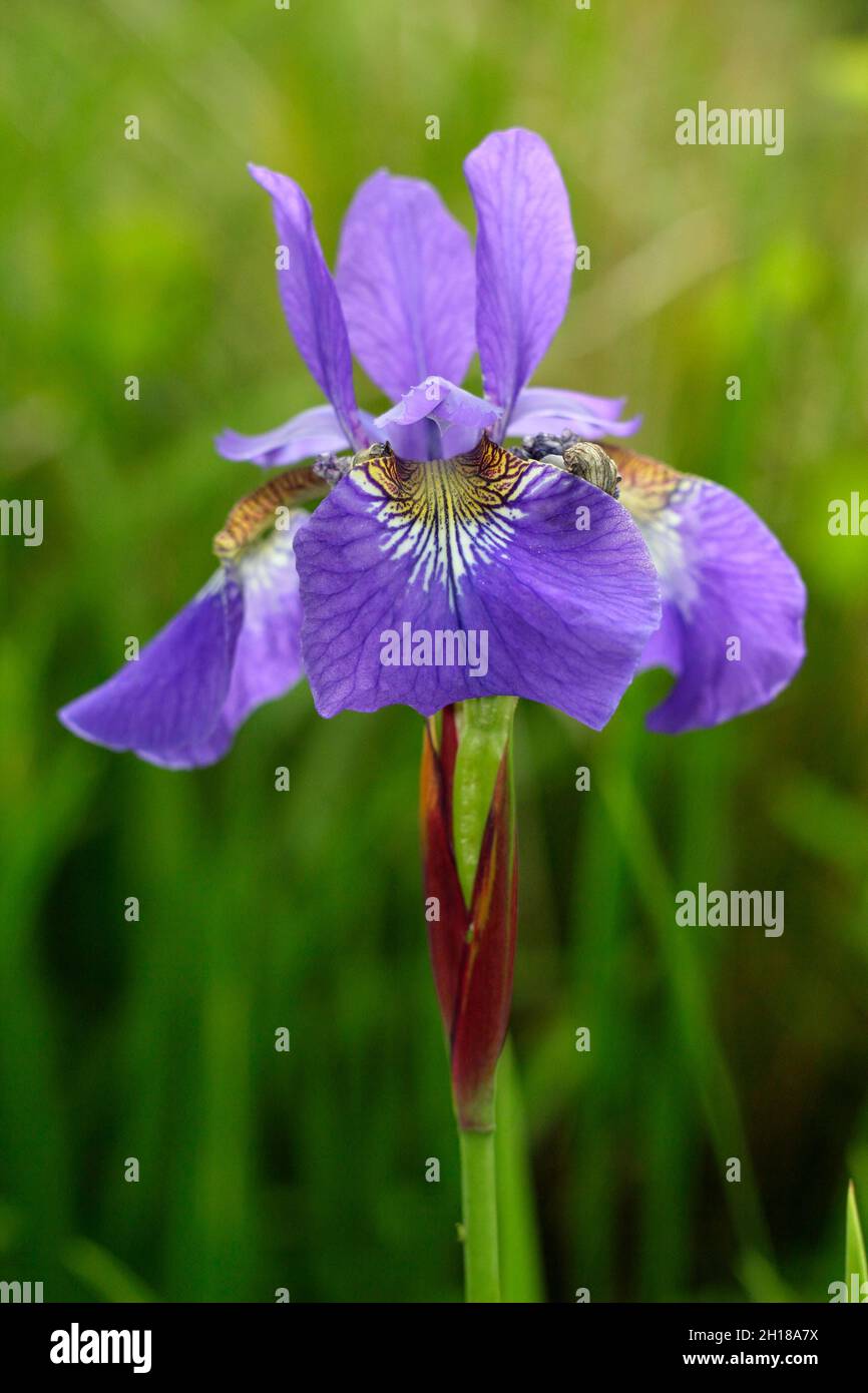 Siberian iris ‘Blue King’ with deep purple flowers and yellow veined throats. Syn. Iris sibirica 'Blue King' . UK Stock Photo