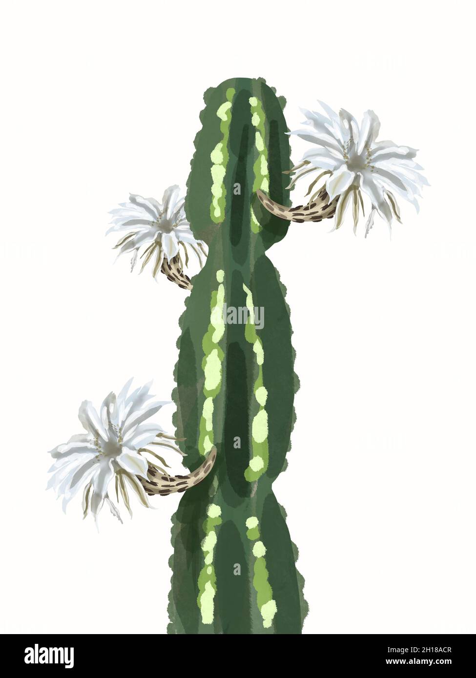 Watercolor cactus in flowers. Isolated on a white background Stock ...
