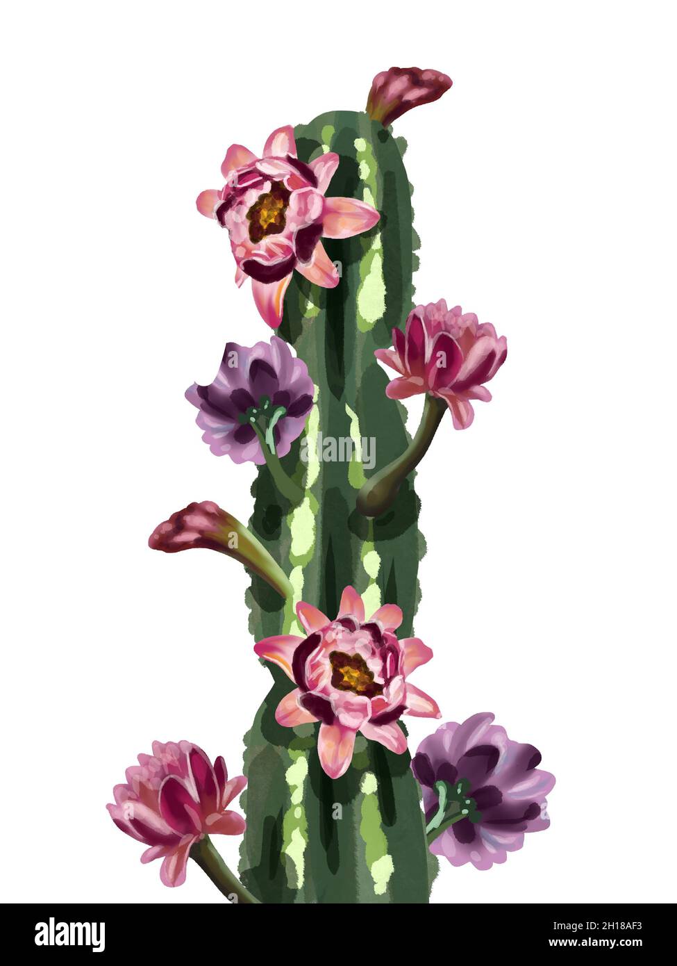 Watercolor cactus in flowers. Isolated on a white background Stock ...