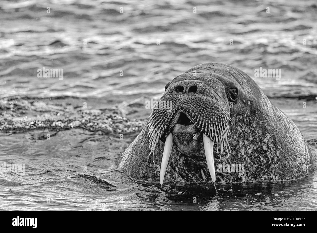 Walrus (Odobenus rosmarus),  in sea at Torellnesfjellet, Nordaustlandet, Svalbard, Norway Stock Photo