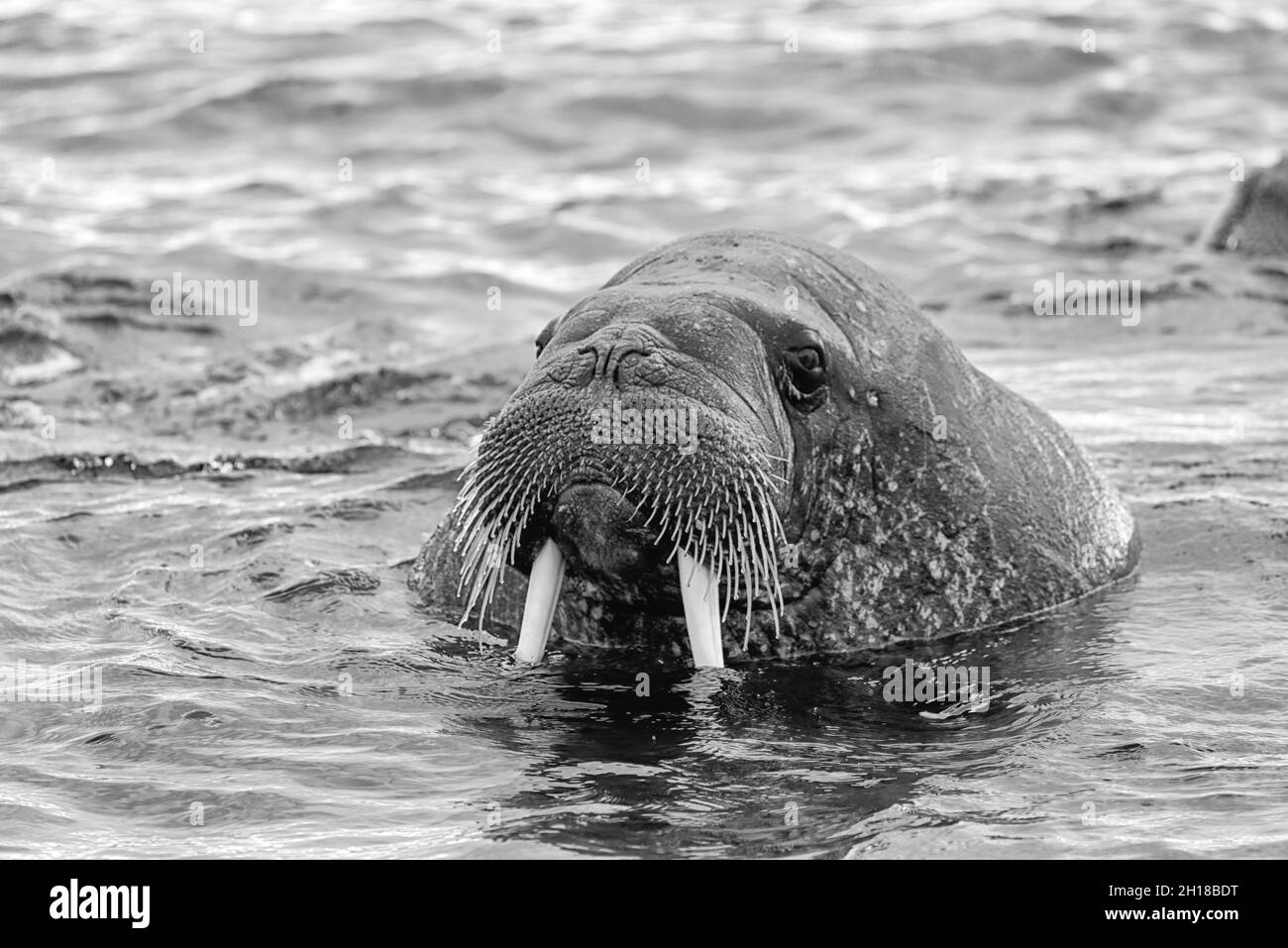 Walrus (Odobenus rosmarus),  in sea at Torellnesfjellet, Nordaustlandet, Svalbard, Norway Stock Photo