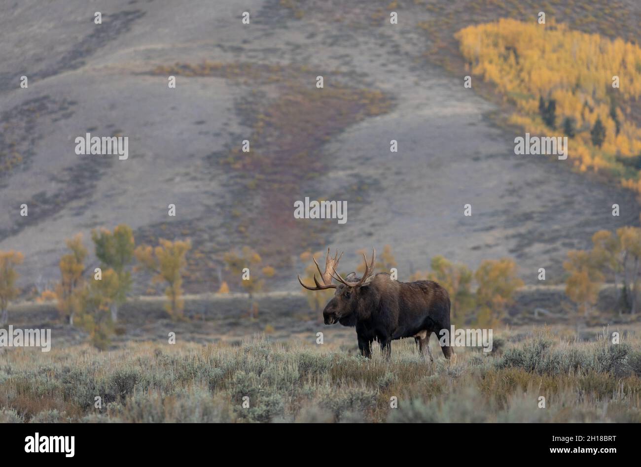 Bull Shiras Moose in Wyoming in Autumn Stock Photo