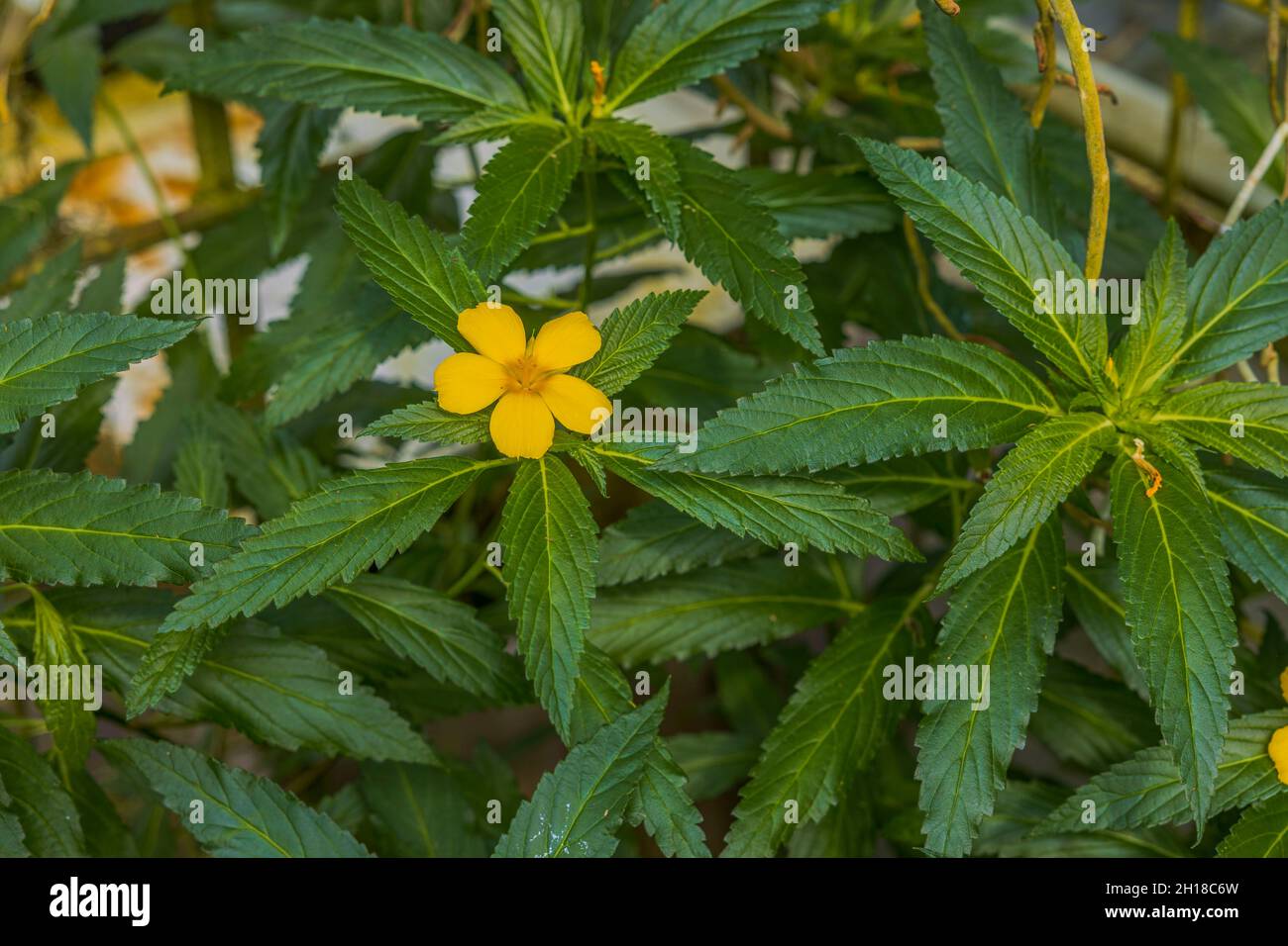 Close up view of turnera flower plant . Beautiful nature backgrounds. Sweden. Stock Photo