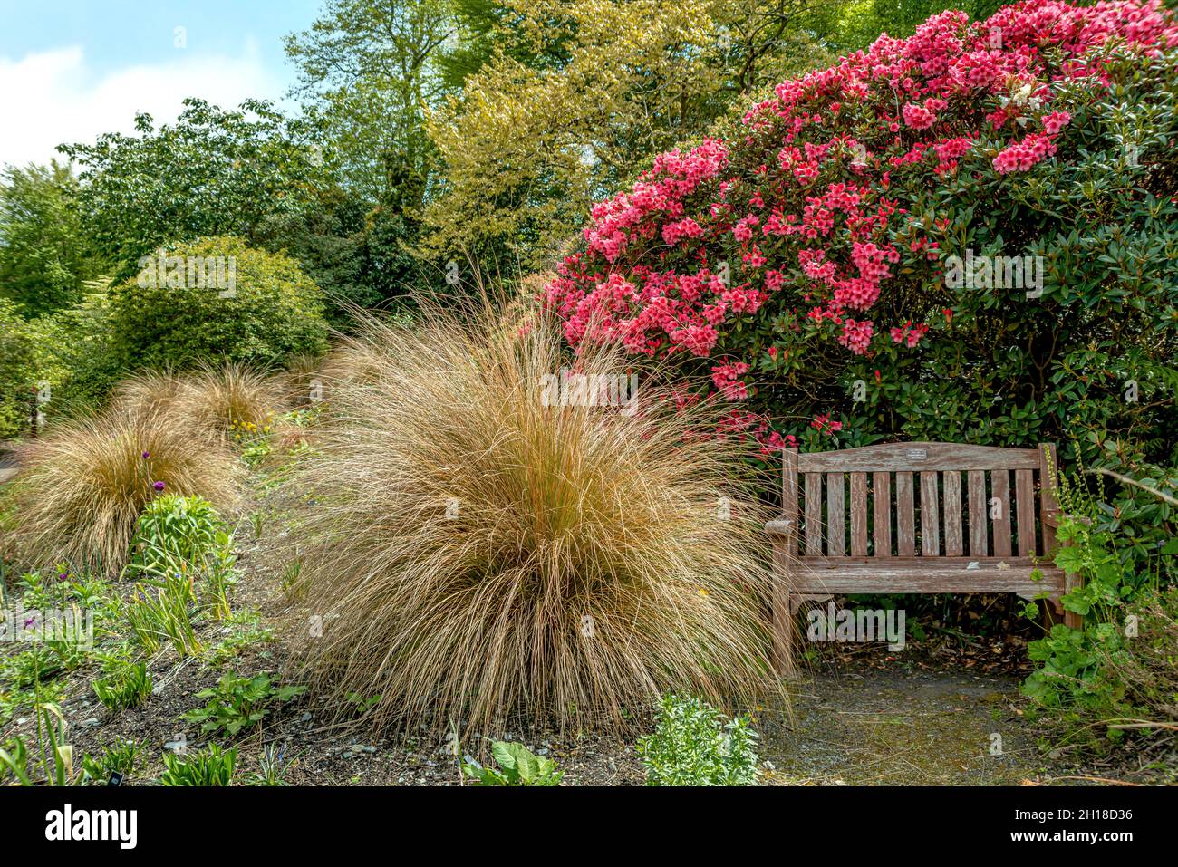Sheltered park bench in front of a pink Azalea bush at the 'The Garden House', Yelverton, Devon, England Stock Photo