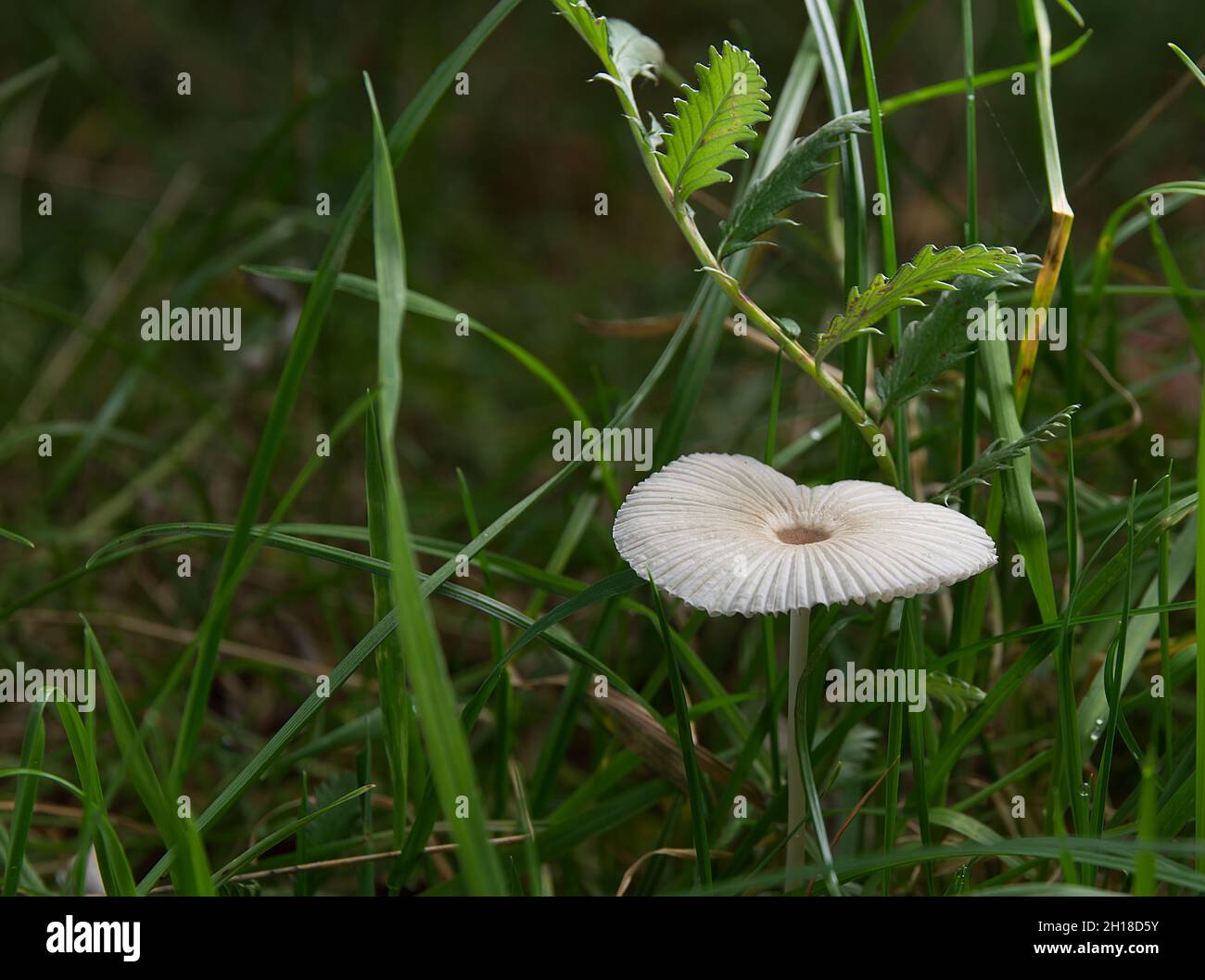 Little Japanese Umbrella Coprinus plicatilis Stock Photo Alamy