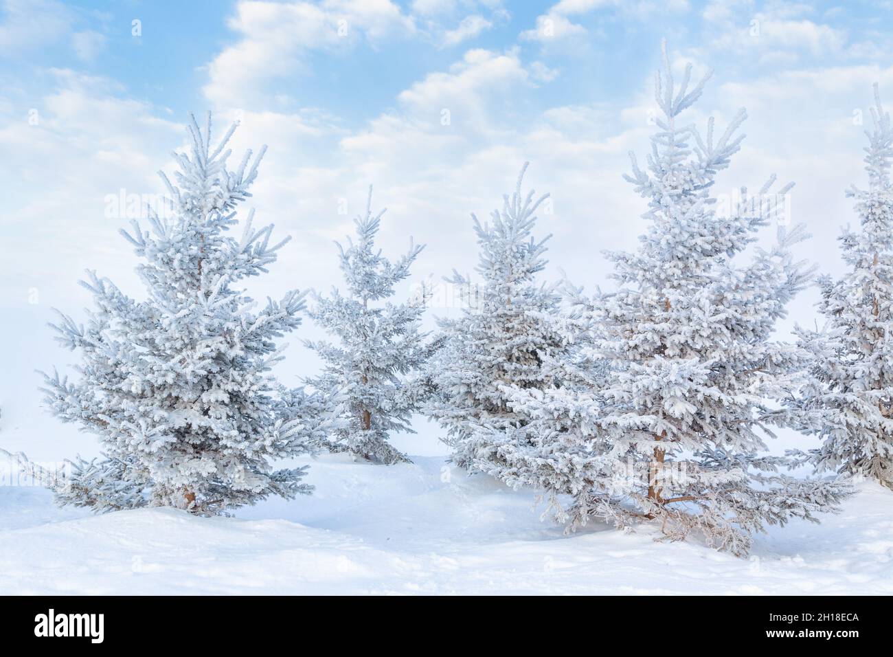 Pine trees in snow snowfall hi-res stock photography and images - Alamy