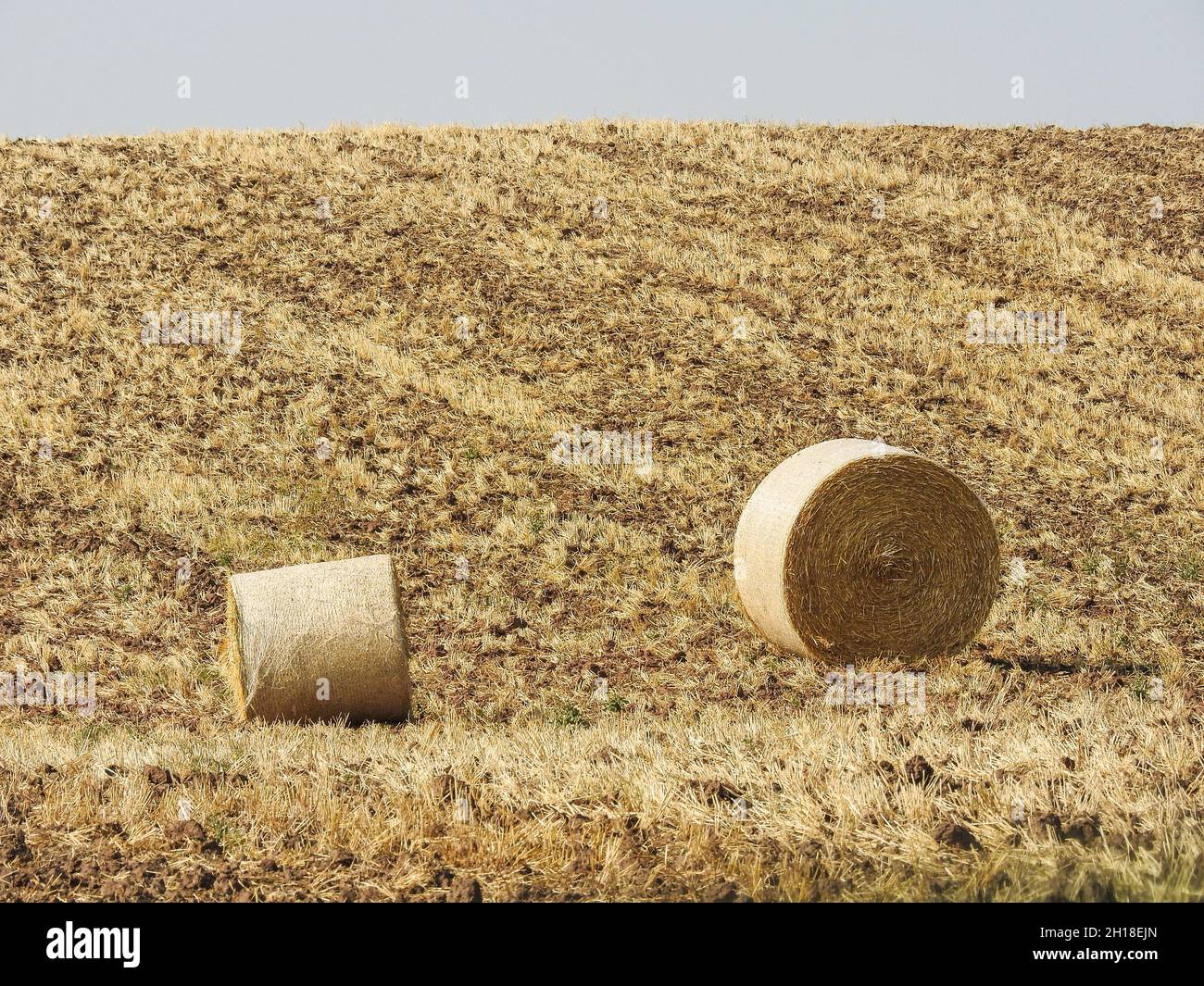 A beautiful shot of a field of wheat after harvest Stock Photo - Alamy