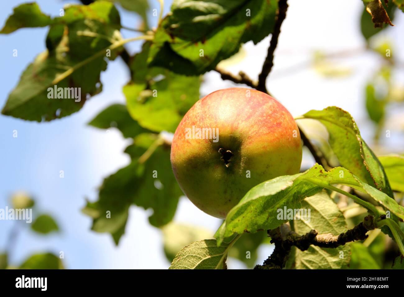 A beautiful shot of apples hanging from a tree in a garden Stock Photo ...