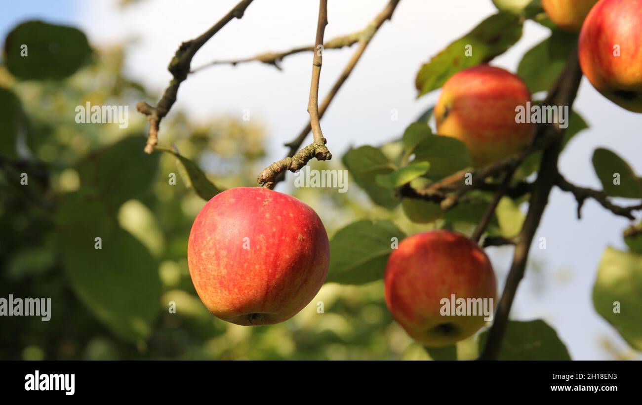 A beautiful shot of apples hanging from a tree in a garden Stock Photo ...
