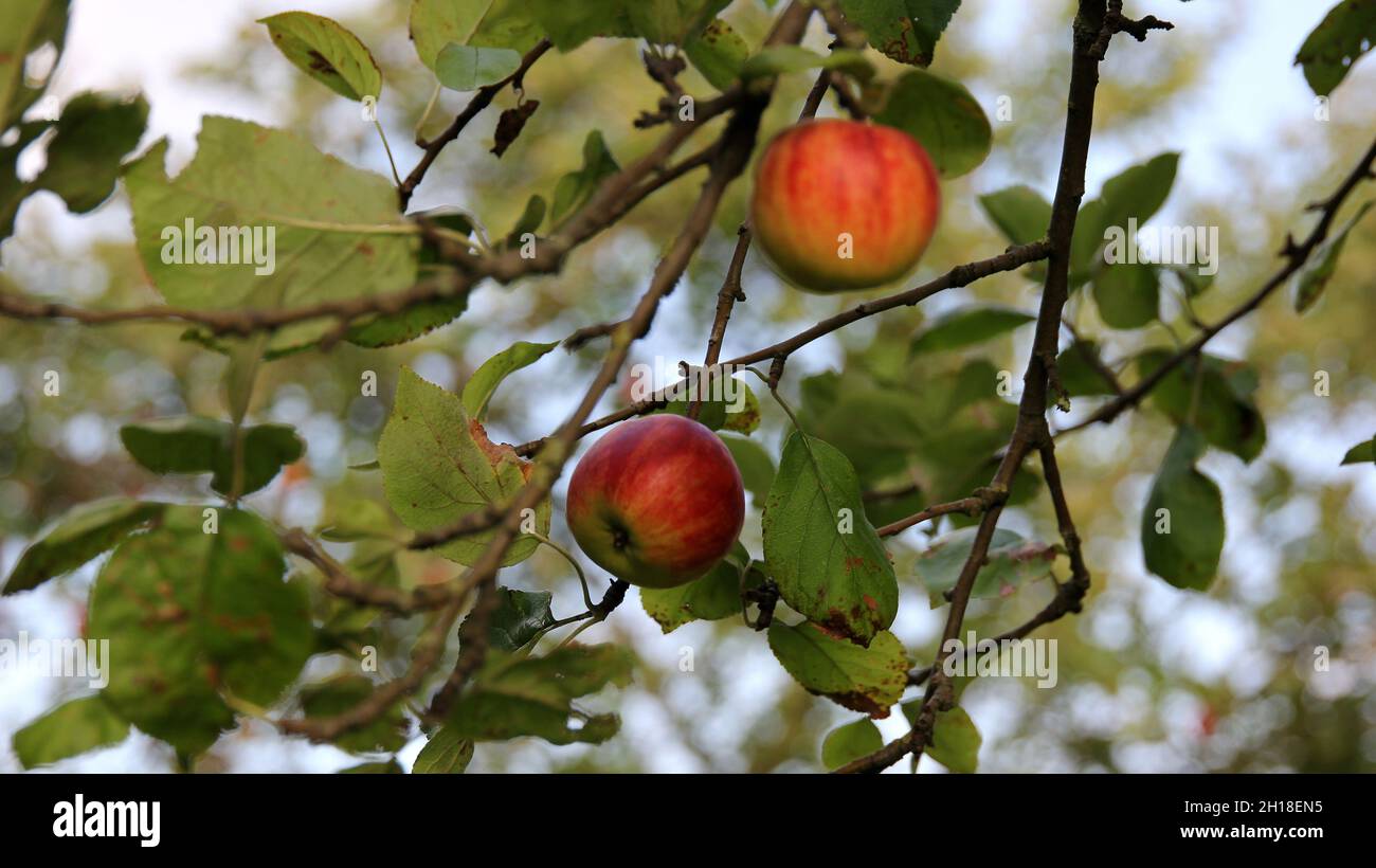 A beautiful shot of apples hanging from a tree in a garden Stock Photo ...