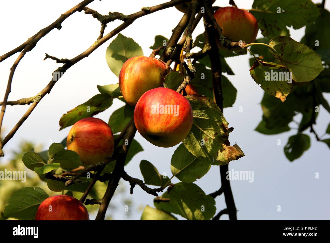 A beautiful shot of apples hanging from a tree in a garden Stock Photo ...